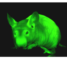 Система визуализации лабораторных животных UVP chemstudio iBox® Scientia - фото 5 - id-p172143678