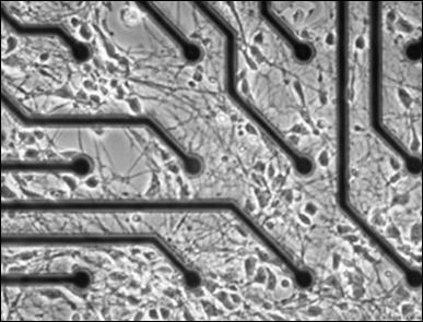 Микроэлектродные матрицы Alpha Omega In Vitro - фото 1 - id-p172143060