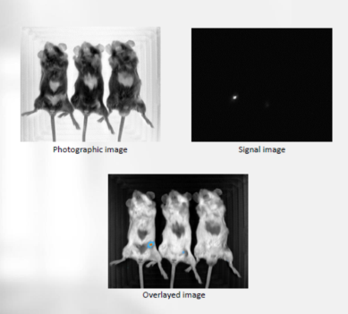 Система визуализации биолюминесценции и флуоресценции in vivo Vilber Newton 7.0-FT400 - фото 3 - id-p172143772