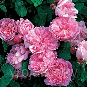 Английская роза Мери роуз, фото 2
