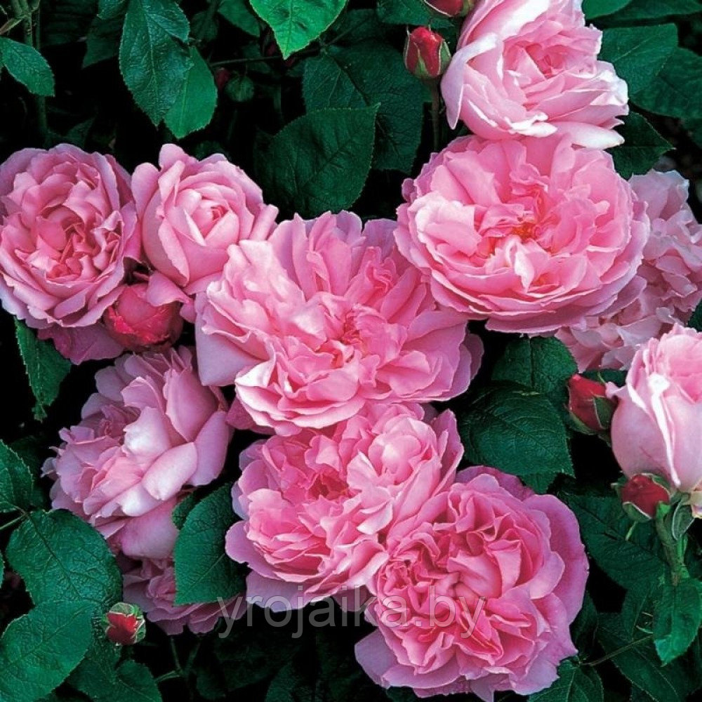 Английская роза Мери роуз - фото 2 - id-p96380899