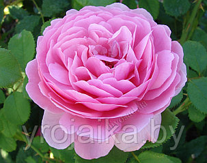 Английская роза Мери роуз, фото 2