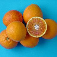 Цитрус Апельсин Тарокко (Citrus sinensis Tarocco nucellare) Высота 60-70см Диаметр горшка 20см - фото 2 - id-p172238245