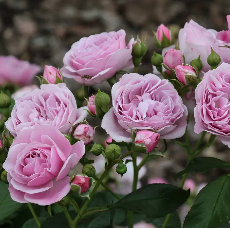 Нотика (флорибунда), роза Кордес, Германия - фото 1 - id-p172242971