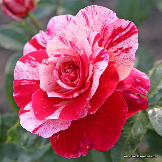 Абракадабра (флорибунда), роза Кордес, Германия - фото 1 - id-p172243021