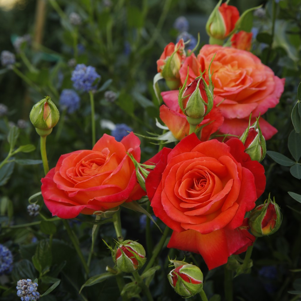 Вулкано (чайно-гибридная), роза Кордес, Германия - фото 1 - id-p172243730