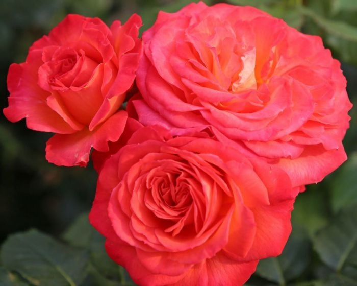 Вулкано (чайно-гибридная), роза Кордес, Германия - фото 2 - id-p172243730