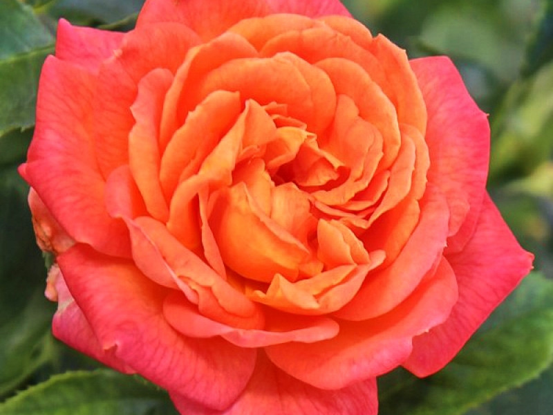 Вулкано (чайно-гибридная), роза Кордес, Германия - фото 3 - id-p172243730