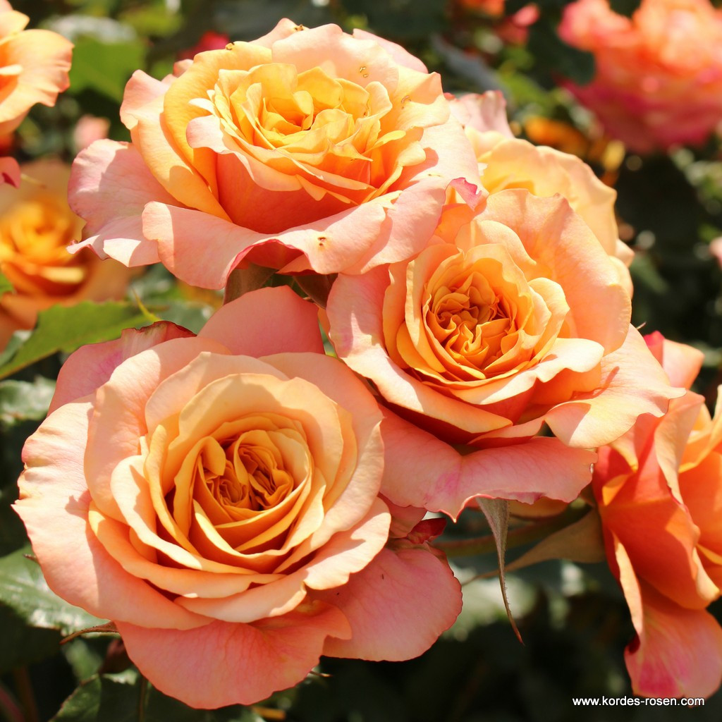 Ла Вилла Котта (кустовая, парковая), роза Кордес, Германия - фото 1 - id-p172243749