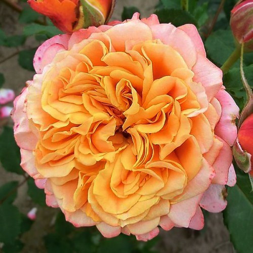 Ла Вилла Котта (кустовая, парковая), роза Кордес, Германия - фото 2 - id-p172243749