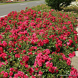 Гартнерфройде (почвопокровная), роза Кордес, Германия, фото 2