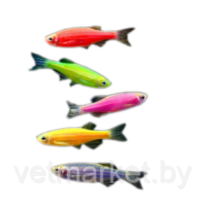 Рыбки Данио GLO (Гло) - фото 1 - id-p172250504