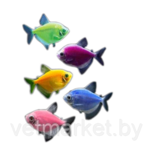 Рыба Тернеция GLO (Гло) - фото 1 - id-p172250587