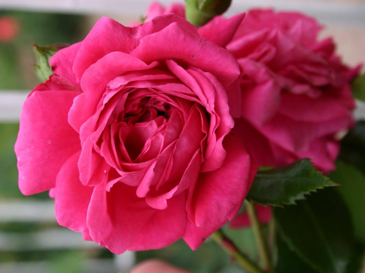 Лагуна (плетистая), роза Кордес, Германия - фото 3 - id-p172251129