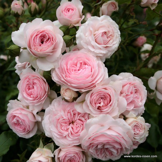 Лариса (флорибунда), роза Кордес, Германия - фото 1 - id-p172259900