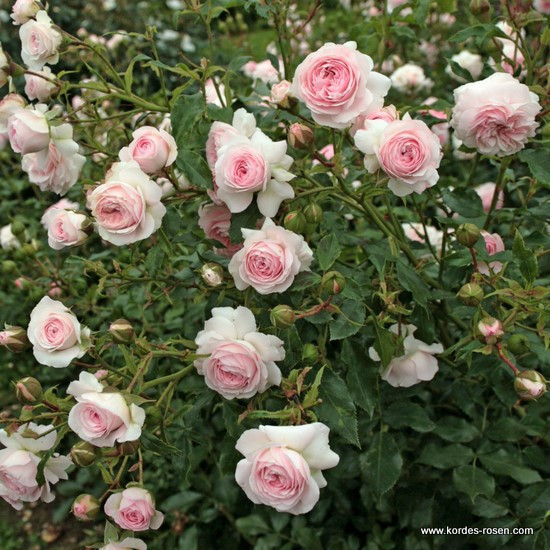 Лариса (флорибунда), роза Кордес, Германия - фото 2 - id-p172259900