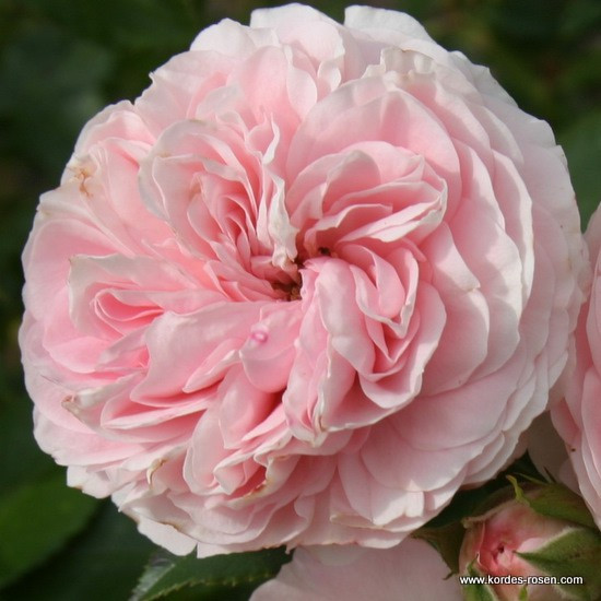 Лариса (флорибунда), роза Кордес, Германия - фото 3 - id-p172259900