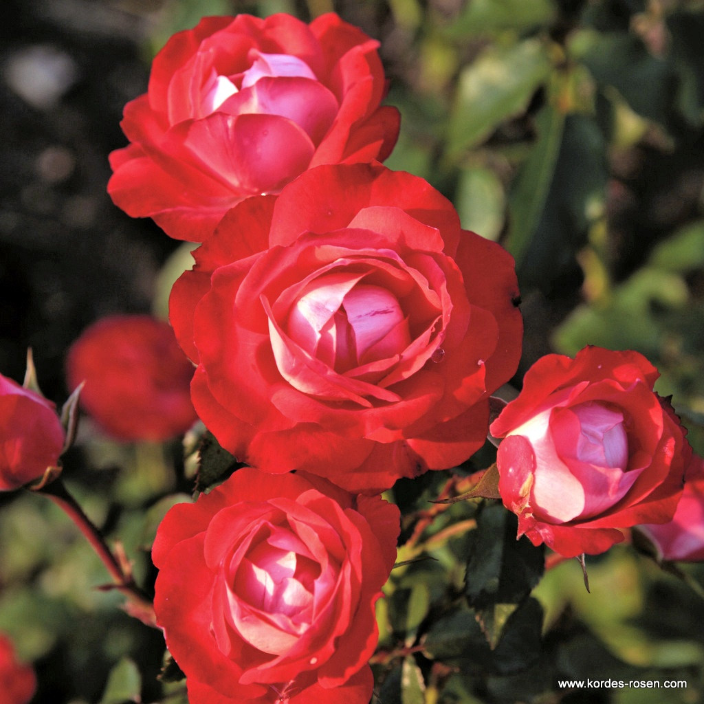 Плантэн ун Бломен (флорибунда), роза Кордес, Германия - фото 1 - id-p172260303