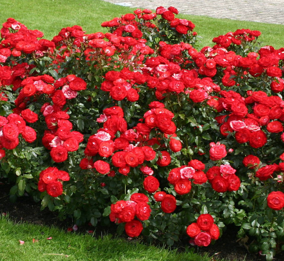 Плантэн ун Бломен (флорибунда), роза Кордес, Германия - фото 2 - id-p172260303
