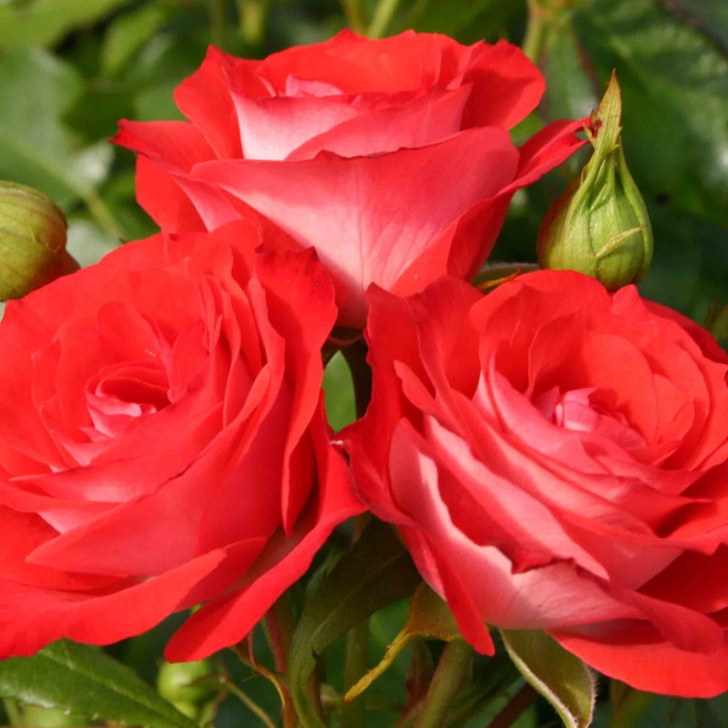 Плантэн ун Бломен (флорибунда), роза Кордес, Германия - фото 3 - id-p172260303