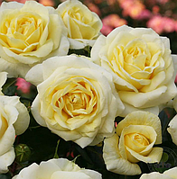 Лимона (чайно-гибридная), роза Кордес, Германия