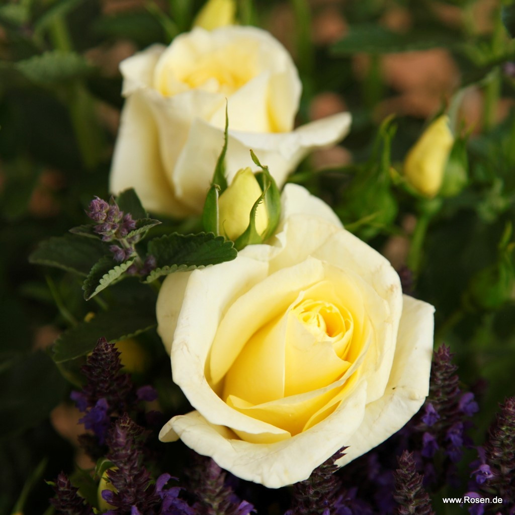 Лимона (чайно-гибридная), роза Кордес, Германия - фото 3 - id-p172262044