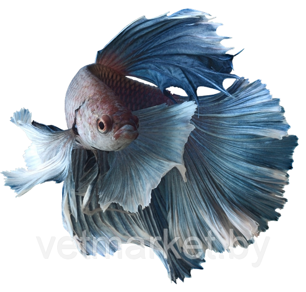 Рыбка Петушок - фото 1 - id-p172262069