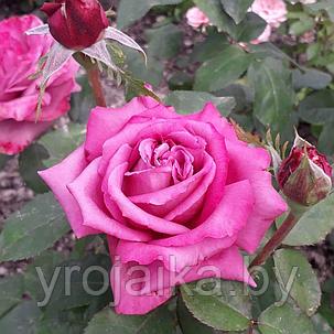 Роза Клод Брассер, фото 2
