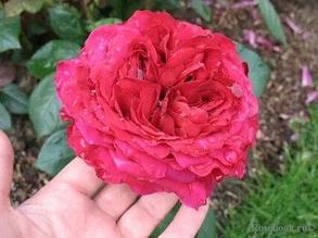 Английская роза Rose des 4 Vents, фото 2