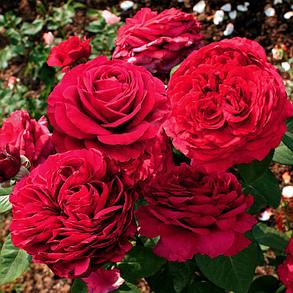 Английская роза Rose des 4 Vents, фото 2