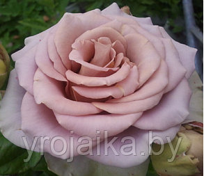 Кусты роз Амнезия, фото 2