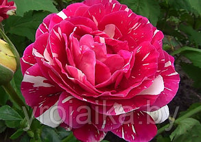 Кусты роз Фантазия, фото 2