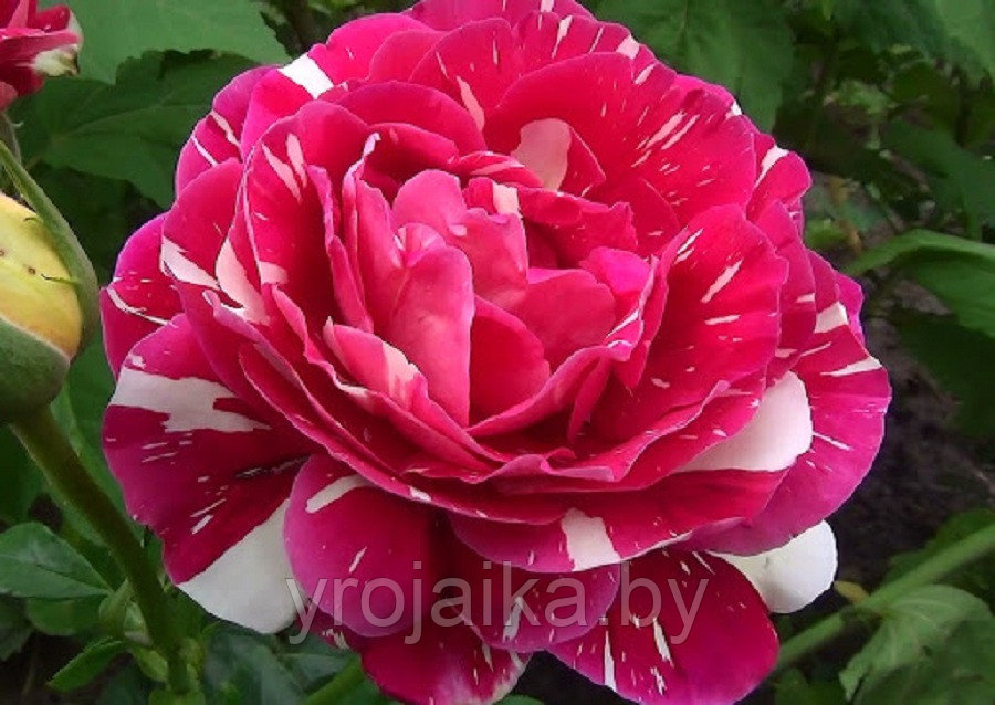 Кусты роз Фантазия - фото 2 - id-p172283092