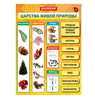 Школьный стенд в кабинет биологии "Царства живой природы"