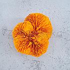 ГротАква Коралл лилия оранж акрил КР-421, фото 3