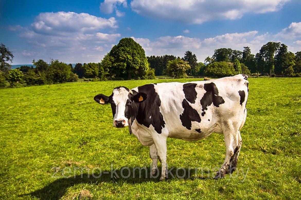 Комбикорм для дойных коров стойлового периода (30кг) - фото 2 - id-p172473245