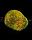 ГротАква Светящийся Мозговик персиковый Кс-1916, фото 5