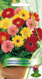 ГЕРБЕРА