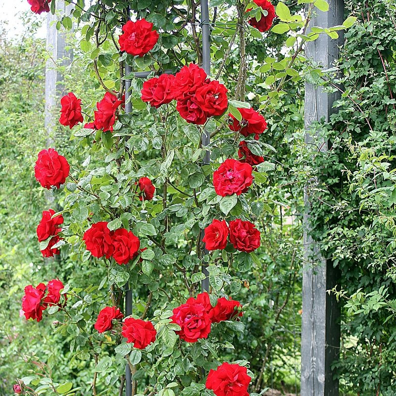 Сантана (плетистая), роза Тантау, Германия - фото 1 - id-p172593309