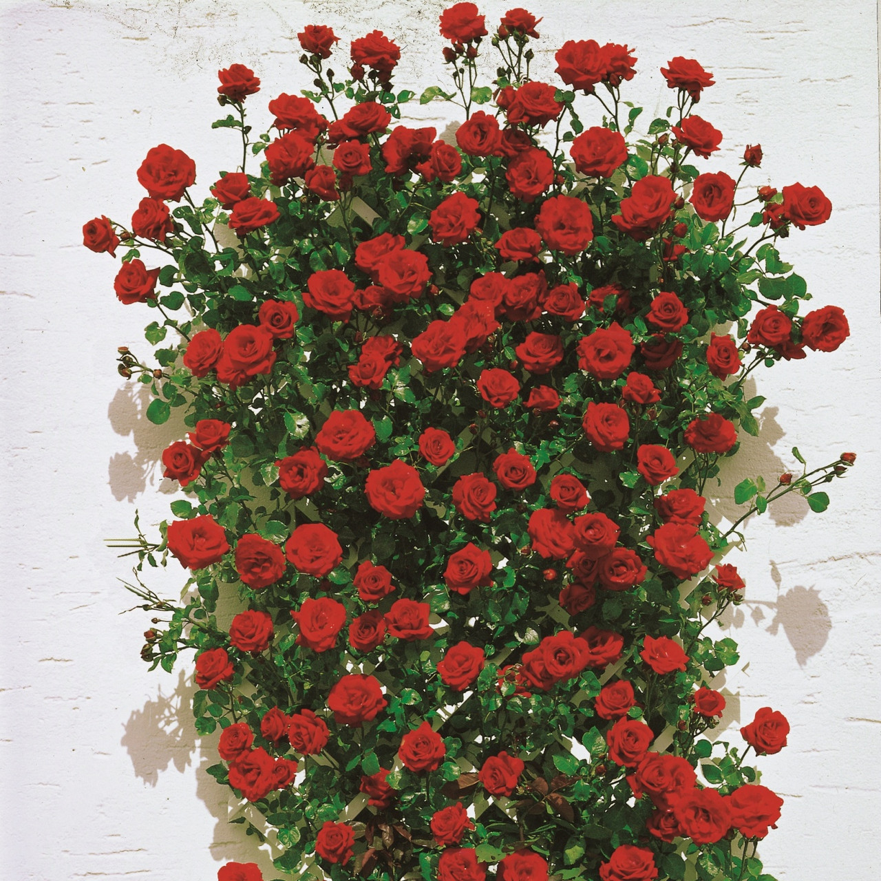 Сантана (плетистая), роза Тантау, Германия - фото 2 - id-p172593309