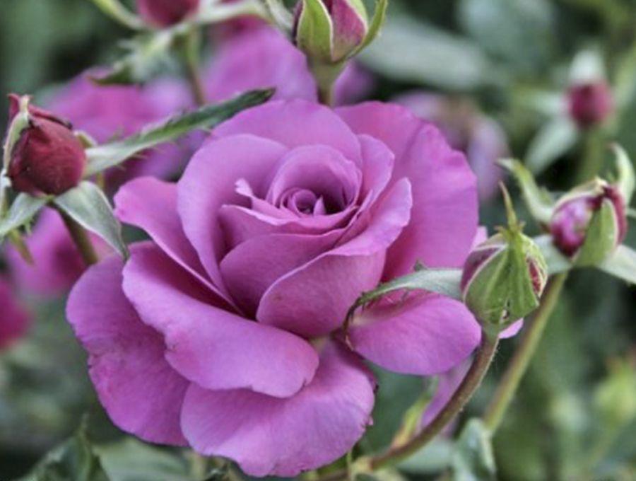 Блю Парфюм (чайно-гибридная), роза Тантау, Германия - фото 1 - id-p172593322