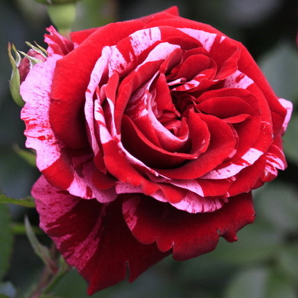 Дип Импрешн (флорибунда), роза Тантау, Германия - фото 1 - id-p172658912