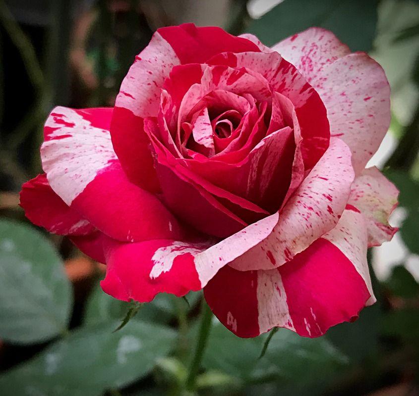 Дип Импрешн (флорибунда), роза Тантау, Германия - фото 2 - id-p172658912