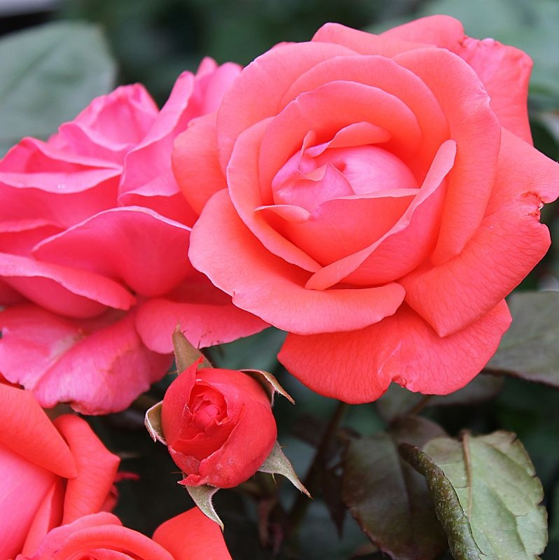Пикколо (флорибунда), роза Тантау, Германия - фото 1 - id-p172711579
