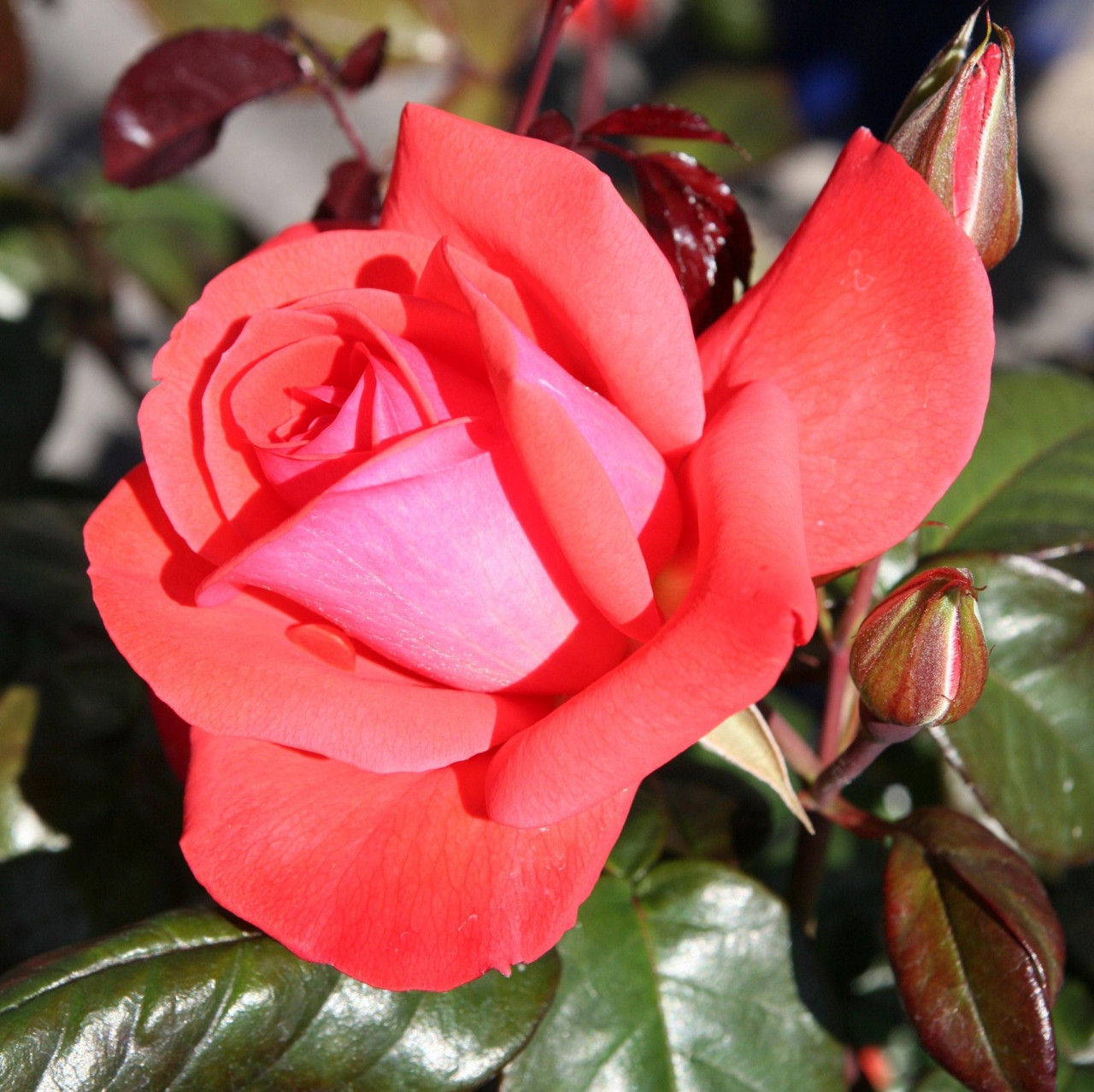 Пикколо (флорибунда), роза Тантау, Германия - фото 2 - id-p172711579