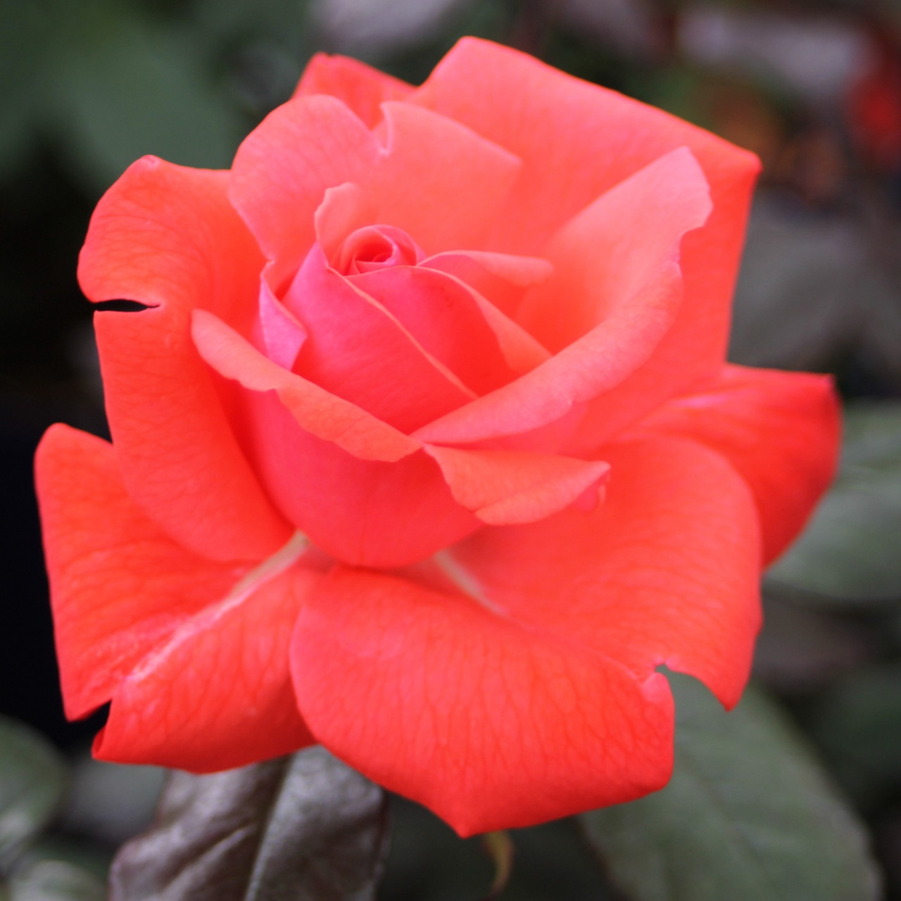 Пикколо (флорибунда), роза Тантау, Германия - фото 3 - id-p172711579