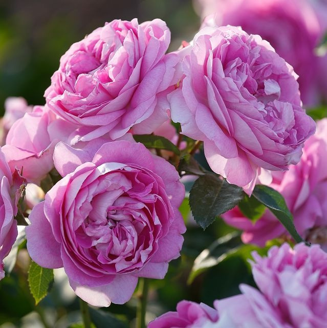 Лилак Топаз (флорибунда), роза Тантау, Германия - фото 1 - id-p172712095