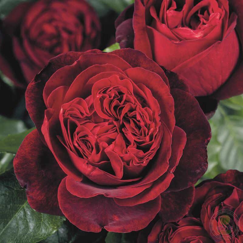 Баркароле (чайно-гибридная), роза Тантау, Германия - фото 1 - id-p172715835