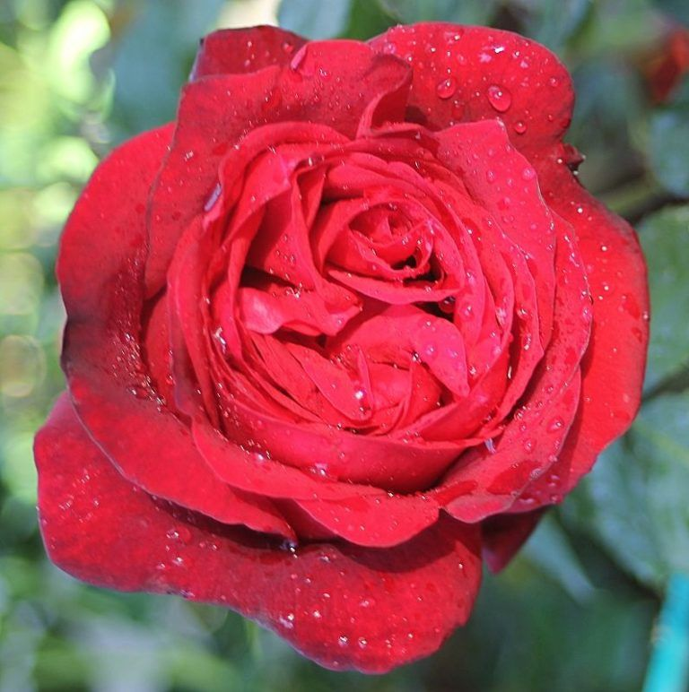 Баркароле (чайно-гибридная), роза Тантау, Германия - фото 2 - id-p172715835