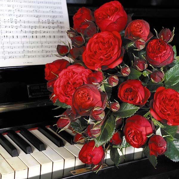Пиано (чайно-гибридная), роза Тантау, Германия - фото 3 - id-p172718559